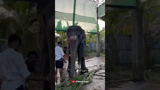 ദാ നിൽക്കുന്നു കാവേരിയും ഇക്കയും 😍😍 I Kaveri Elephant Malappuram #aana #shorts