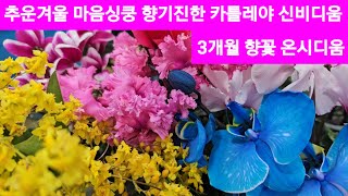 20가지 실내에서 향기 풍기고 오래피는꽃 카틀레아 온시디움