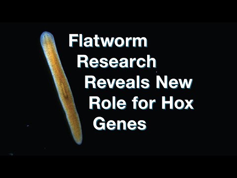 Can Hox genes be mutated?