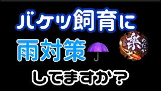 バケツ飼育も雨対策していきましょう！メダカの針子が流されない様にして行きましょう！　＠楽めだか　エメラルドフィン三色の途中経過