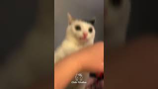 Oh mah gohhhh #cat #playlistphonk #catfunny #edit #phonkplaylist #catvideos #catofyoutube #funny