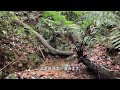 【4k】梅雨の森でヒメアマガエルやリュウキュウヤマガメ