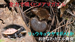 【4K】梅雨の森でヒメアマガエルやリュウキュウヤマガメ