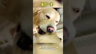 一定是特別的緣分#Funny video#funny #搞笑 #宠物