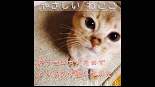 子猫のアビシニアン  鳴き声 おうちに到着（ フォーン 女の子 ねこ 0歳 癒し）