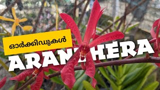 Aranthera, Mokara Orchids | അരാന്ത്ര, മൊക്കാറ ഓർക്കിഡുകൾ