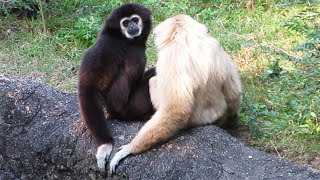 クリとニタはデートする【シロテテナガザル】葉ッピー動物園1438 のいち動物公園 高知県