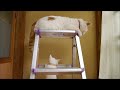 脚立の上でみみを遊ばせるしろ　stepladder