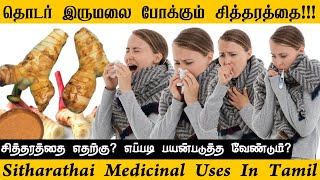 சித்தரத்தை மருத்துவ பயன்கள் | Sitharathai Medicinal uses in Tamil | Health Benefits Of Chitharathai