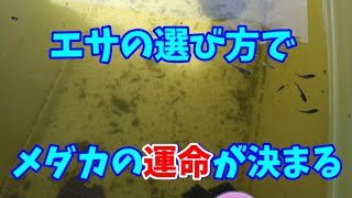 【メダカ】エサ選びは重要です。