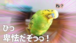 恥ずかしさを誤魔化すセキセイインコたまきち