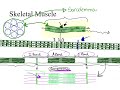 Dr. Benaduce: Sarcomere during muscle contraction! (Muscular Tissue lecture)