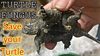 TURTLE FUNGUS || HOW TO CURE TURTLE FUNGUS || TURTLE FUNGUS TREATMENT || TURTLE TANK (पूरी व्याख्या)