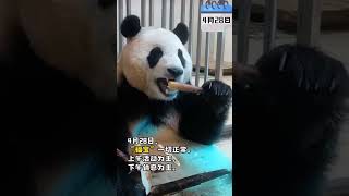 Fu Bao's Quarantine Diary 04 #panda #fubao #푸바오 #福寶 #福宝 #viral #trending #fypシ #