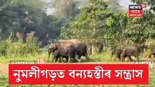 Numaligarh Elephant Terror |  উদণ্ড যুৱকৰ অতপালি। হাতী জোকাই আৰক্ষীৰ জালত যুৱক | N18V