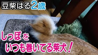 豆柴犬「はる」２歳！しっぽはいつも巻いててカチカチの豆柴！ Shiba dog the tail is always curled