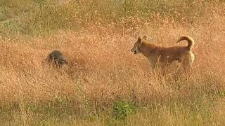 Big Mongoose and Dog fight during Morgiri fort trek #sahyadritrekking #travel