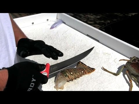 HOW TO CLEAN SPINY LOBSTER HOW TO CLEAN SPINY LOBSTER