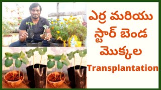 ఎర్ర మరియు స్టార్ బెండ మొక్కల Transplantation || Transplantation of Red and star okra plants