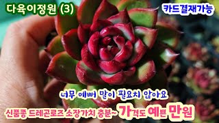 다육이정원 (3) 신품종 잎성 짱! 너무 멋진 드레곤로즈 만원에 완전 강추! 아이스로즈 블랙펄 우수아이 소장가치 충분 할 듯~~