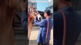 Zuljanah lal badshah wahcant biggest zuljanah pak | Horse of imam Hussain as