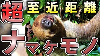 DMMかりゆし水族館_ナマケモノを至近距離で撮影