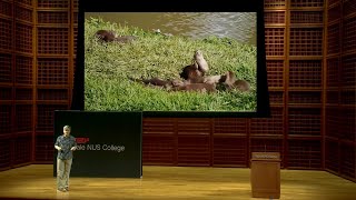 Otters of Singapore: What Can We Learn from Urban Wildlife? | Philip Johns | TEDxYale NUS College