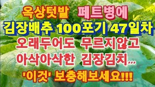 오래두어도 무르지않고 아삭아삭한 배추키우기/김장배추 재배방법/가을배추 웃거름주기/배추 칼슘영양제/페트병화분 배추키우기/