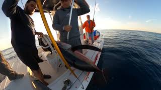 Yellowfin tuna and Mahi fishing October 15, 2021 on the Robalo Cayman 246