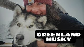 A day in the life of a Greenland husky Sled dog! (Minto)