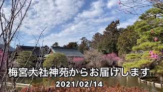 梅宮大社神苑からお届けします　2021/02/14 【京都癒しの旅】