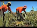 aloe vera of america plantations u0026 manufacturing of forever living products