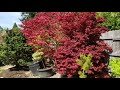 japanese maples in the garden amazing maples u0026 crazy conifers