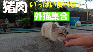 猪肉　いっぱい食べな！