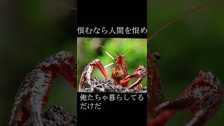 【雑学】日本の生態系を脅かすアメリカザリガニ　　　　　　#雑学 #shorts