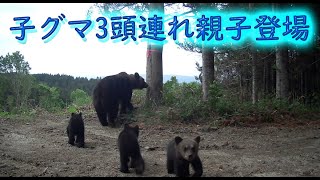 子グマ3頭連れ親子　ヒグマ親子　トレイルカメラ　ドライブレコーダーBrown Bear Trail camera　Hunting camera　北海道ヒグマチャンネル　ヒグマ　羆