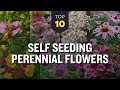 TOP 10 Self Seeding Perennial Flowers 🌸🌻 Low Maintenance Plants for Gardening 🌼