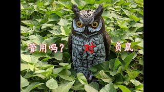 誓与负鼠抗争到底（二篇）（129）