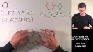 What Are Enzymes?