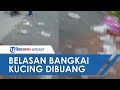 Viral Video Belasan Bangkai Kucing Berserakan, Ternyata Milik Petshop dan Bukan Dibunuh