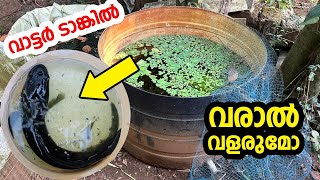 വരാലിനെ വാട്ടർ ടാങ്കിൽ വളർത്താമോ Varal fish