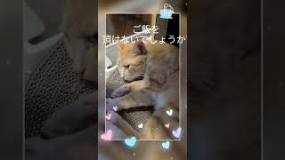 ご飯をおねだりする猫　はつ #かわいい猫 #cat #猫のいる暮らし #ねこ #けいちゃん #s