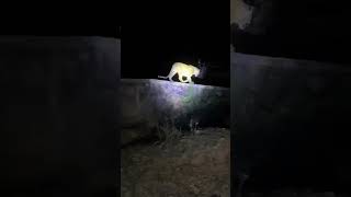 Panther spotted in Sirsi Jaipur 😨😨