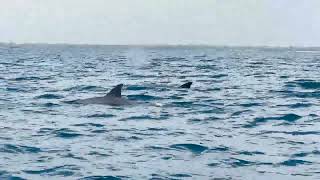 Dr Zakir Naik Sailing close with the Dolphins in the Indian Ocean near Wasini Island in Kenya