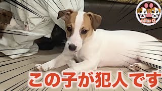 【ジャックラッセルテリア】この子が犯人です！！小さい子に悪さを教えるお姉さんジャック！！「動物癒し動画」にくきゅう