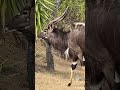 fully grown alpha male nyala wild africa discovermyafrica nyala shorts wildlife