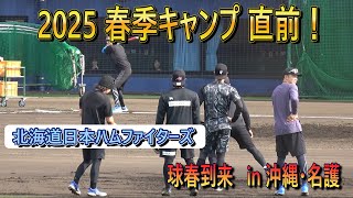 【2025 春季キャンプ目前】若林、細川等、守備練習！・・・沖縄キャンプ直前！　in 名護【北海道日ハムファイターズ】