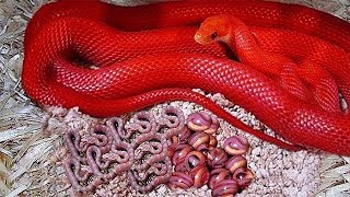 ऐसे सांप आपने पहले कभी नहीं देखे होंगे / It Looked Like a Normal Snake Until Someone Got Close to It
