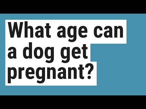 At what age Chihuahua can get pregnant?