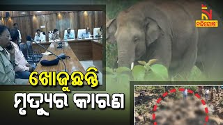 Central Team Reaches Kalahandi To Investigate 6 Elephant Deaths In Karlapat | NandighoshaTV